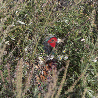 Photo of a pheasant